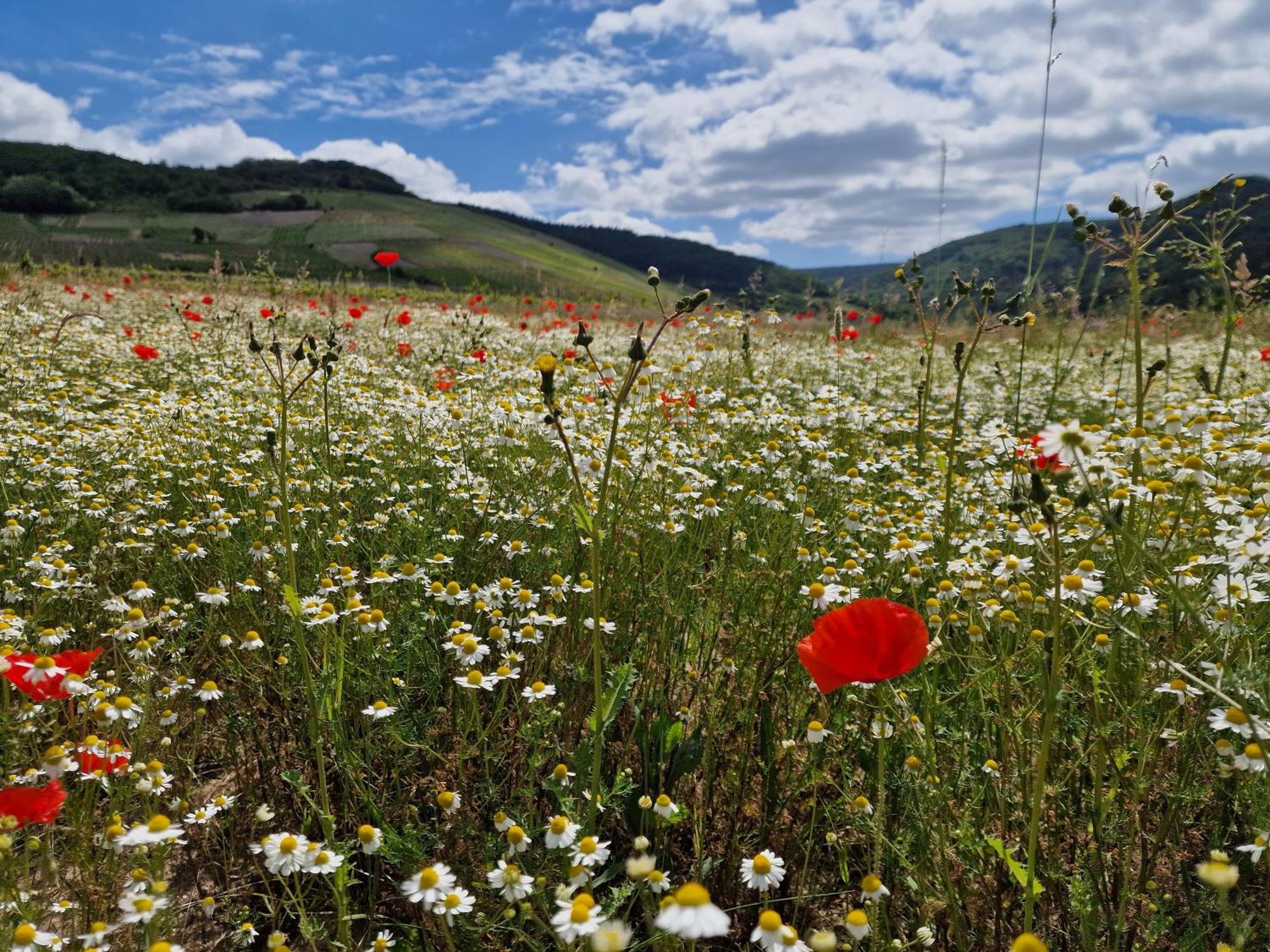 Das Rote Ferienhaus Terlinden ลีเซอร์ ภายนอก รูปภาพ